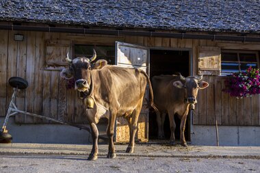 © Stefan Kothenr Photography