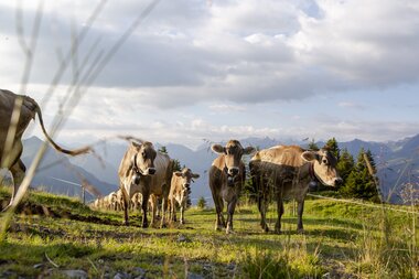 © Stefan Kothenr Photography