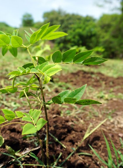 Pflanze die aus dem Boden herausragt | © myclimate