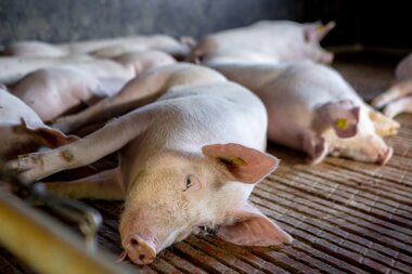 © Stefan Kothenr Photography